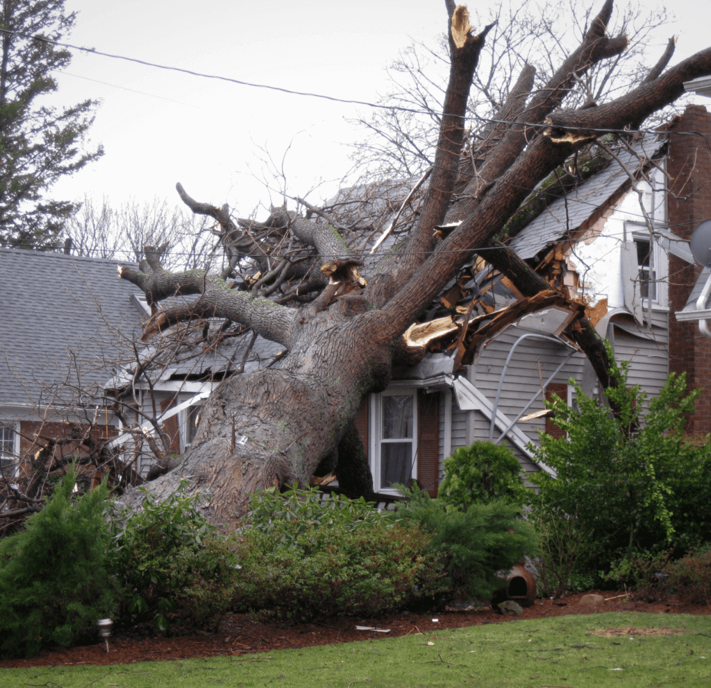 tree Damage 