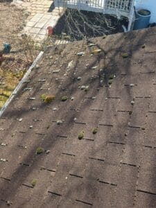 algae and Mold |Herts Roofing 